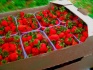 Пластиковые лотки под фрукты, ягоды - фотография №2