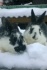 Кролики мясных пород - фотография №2