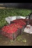 Огурцы помидоры оптом - фотография №3