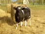 Черно-пестрая корова - фотография №3