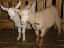 Подросшие козлята от молочных коз - фотография №5