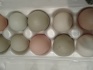 Продам инкубационное яйцо - фотография №6