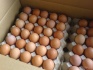 Яйца куриные, оптом - фотография №2