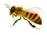 Пчелопакеты пчелы - фотография №1