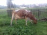 Корова молочная - фотография №1