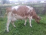 Корова молочная - фотография №2