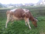 Корова молочная - фотография №3