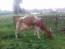 Корова молочная - фотография №5