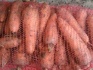 Морковь, сорт абако, 15+. большой объем. - фотография №2