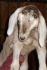 Дойные и скотные козы, козлы, козлята разных пород, в т.ч. англо-нуби - фотография №2