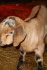 Дойные и скотные козы, козлы, козлята разных пород, в т.ч. англо-нуби - фотография №3
