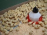 Суточные и подрощенные (10-14 дней) цыплята бройлеров породы кобб-500 - фотография №1