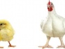 Суточные и подрощенные (10-14 дней) цыплята бройлеров породы кобб-500 - фотография №4