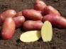Картофель молодой оптом 5+ из кфх 18 р. - фотография №1