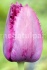 Луковицы тюльпанов оптом - фотография №5