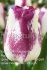 Луковицы тюльпанов оптом - фотография №6