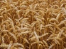 Семена озимой пшеницы Ермак