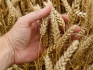 Семена озимой пшеницы ермак - фотография №2