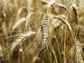 Семена озимой пшеницы ермак - фотография №3