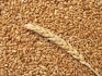 Семена озимой пшеницы ермак, станичная, дон 105/107 и др - фотография №1