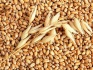 Семена озимой пшеницы Гром, Таня, Москвич