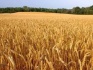 Семена озимой пшеницы: северодонецкая юбилейная, губернатор дона и др - фотография №2