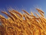 Семена озимой пшеницы: северодонецкая юбилейная, губернатор дона и др - фотография №3