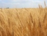 Семена озимой пшеницы(СНИИСК):Княгиня Ольга, Зустрич, Писанка, Украин