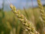 Семена озимой пшеницы гром - фотография №2