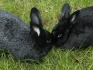 Мясо кроликов или кролики по мясной цене - фотография №1