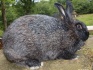 Мясо кроликов или кролики по мясной цене - фотография №2