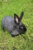 Продам кроликов (серебро) - фотография №2
