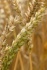 Семена озимой пшеницы баграт - фотография №3