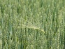 Семена озимой пшеницы баграт - фотография №4