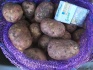Картофель оптом сорт жуковский - фотография №2