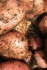 Картофель оптом сорт жуковский - фотография №3