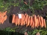 Продажа моркови - фотография №2