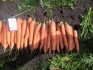 Продажа моркови - фотография №3