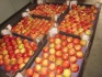 Производитель реализует яблоко сорт «гала», калибры: 60+, 70+, 80+ - фотография №1