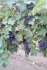 Продам виноград столовый и винный: Молдова и Цитрон (цитронный магара
