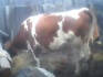 Продам корову - фотография №4