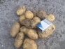 Картофель оптом 3,5+ от производителя 7,5 р./кг. - фотография №2