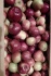 Яблоки оптом сорт фридом, белорусское сладкое 65+ - фотография №3