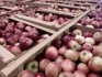 Яблоки оптом сорт фридом, белорусское сладкое 65+ - фотография №4