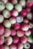 Яблоки оптом сорт фридом, белорусское сладкое 65+ - фотография №5