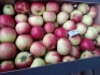 Яблоки оптом сорт фридом, белорусское сладкое 65+ - фотография №6