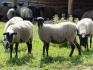 Овцы и бараны романовской породы - фотография №1