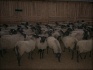 Овцы и бараны романовской породы - фотография №2