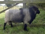 Овцы и бараны романовской породы - фотография №3