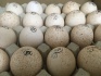 Реализация суточного молодняка и инкубационное яйцо с ведущих птицефа - фотография №4